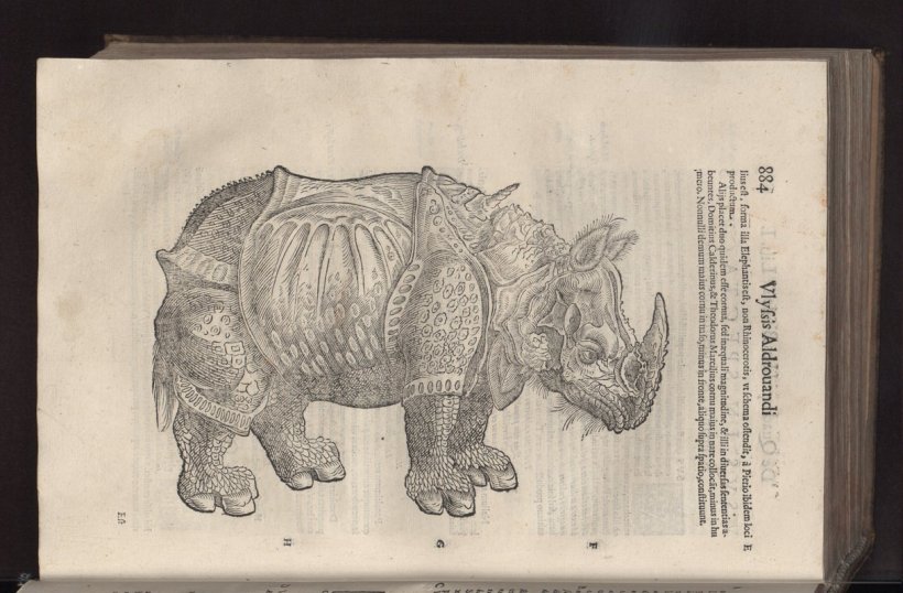 Rhinoceros_-_Aldrovandi
